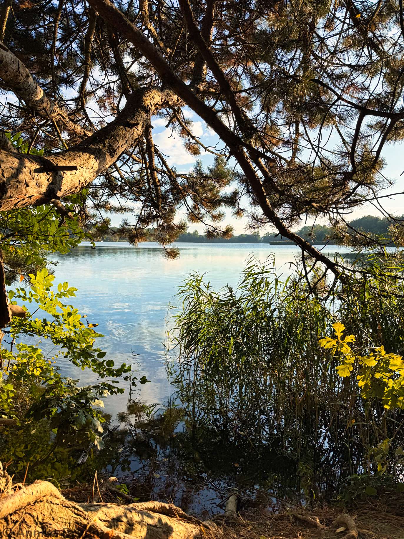 Großer Viehofner See
